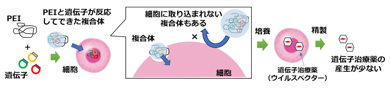 【従来法】PEI（ポリエチレンイミン）試薬を用いて化学的に遺伝子を細胞に導入