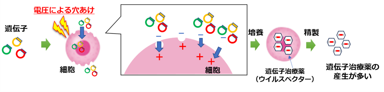 【連続エレクトロポレーション技術】細胞液を送液しながら電圧を付与し、細胞の膜に小さな穴をあけ、遺伝子を直接注入